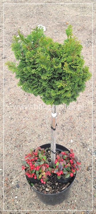 Cyprysik tępołuskowy, japoński NANA GRACILIS- Chamaecyparis obtusa PA80-90cm