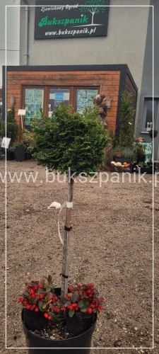 Cyprysik tępołuskowy, japoński NANA GRACILIS- Chamaecyparis obtusa PA80-90cm