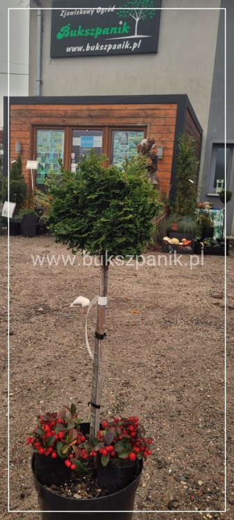 Cyprysik tępołuskowy, japoński NANA GRACILIS- Chamaecyparis obtusa PA80-90cm