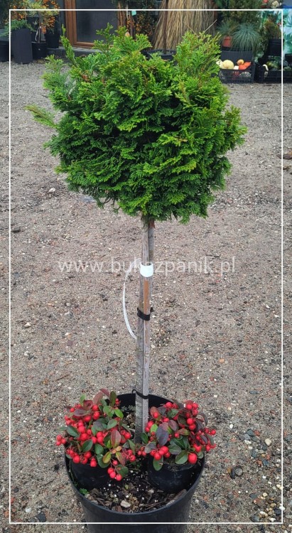 Cyprysik tępołuskowy, japoński NANA GRACILIS- Chamaecyparis obtusa PA80-90cm