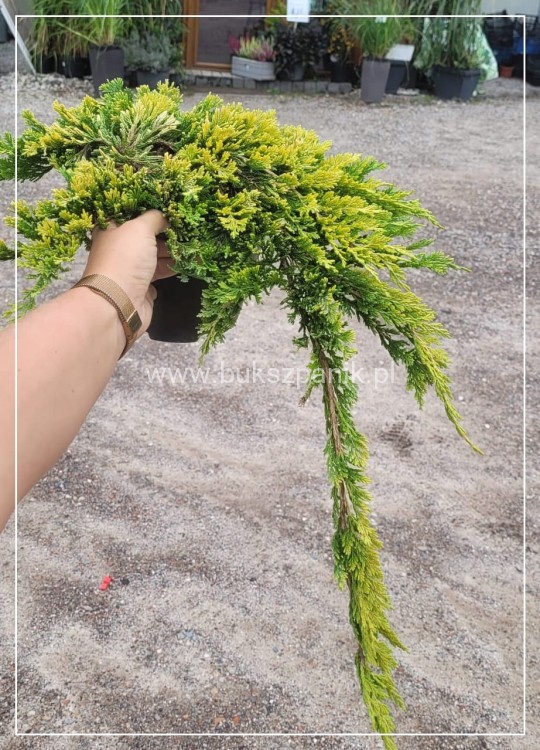 Jałowiec płożący "Golden Carpet " juniperus Horizontalis