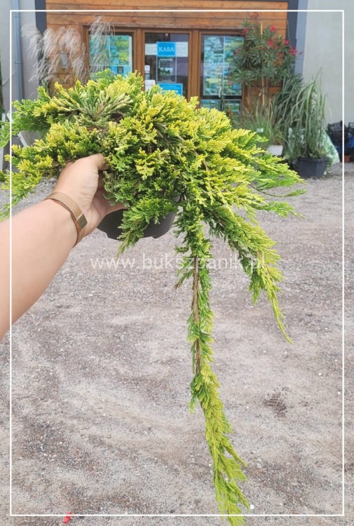 Jałowiec płożący "Golden Carpet " juniperus Horizontalis