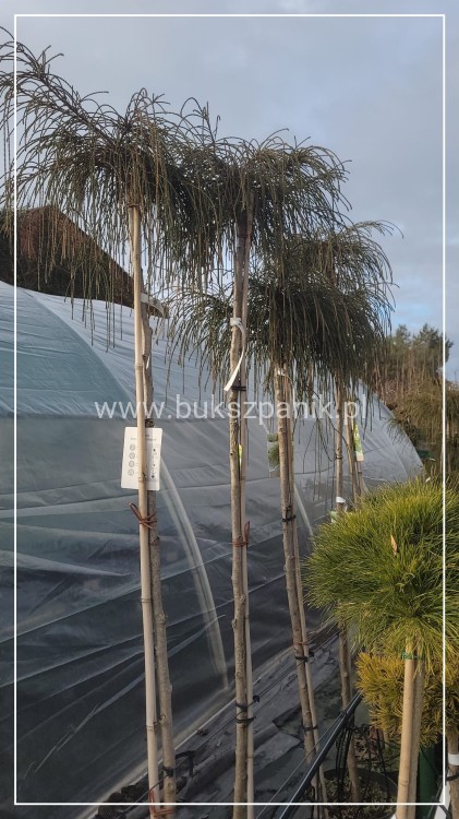 Żywotnik olbrzymi Whipcord - Thuja plicata na PNIU PA 160-200cm