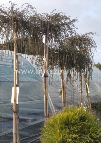 Żywotnik olbrzymi Whipcord - Thuja plicata na PNIU PA 160-200cm