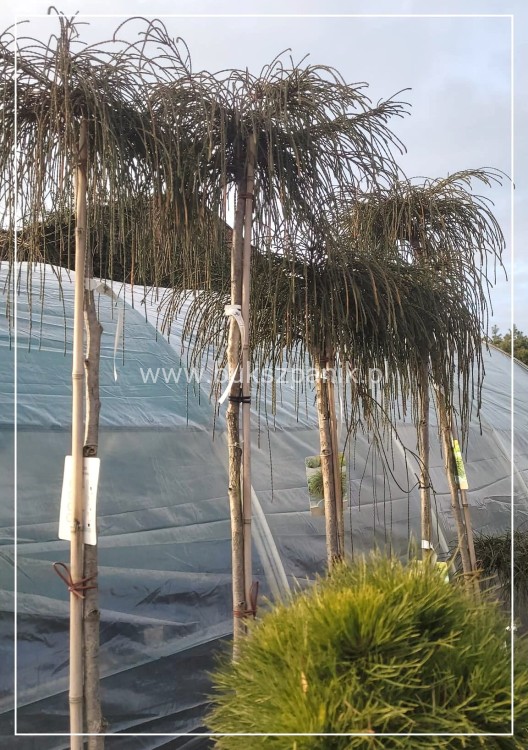 Żywotnik olbrzymi Whipcord - Thuja plicata na PNIU PA 160-200cm