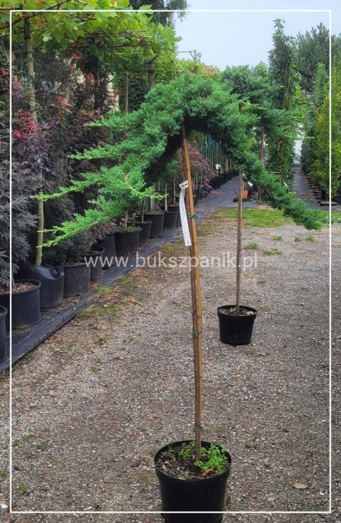 Jałowiec rozesłany Procumbens NANA-