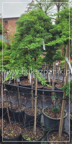 Jałowiec rozesłany Procumbens NANA-