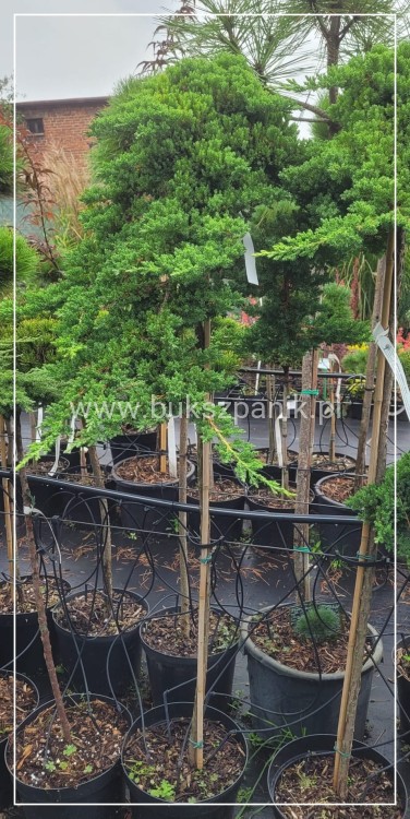Jałowiec rozesłany Procumbens NANA-