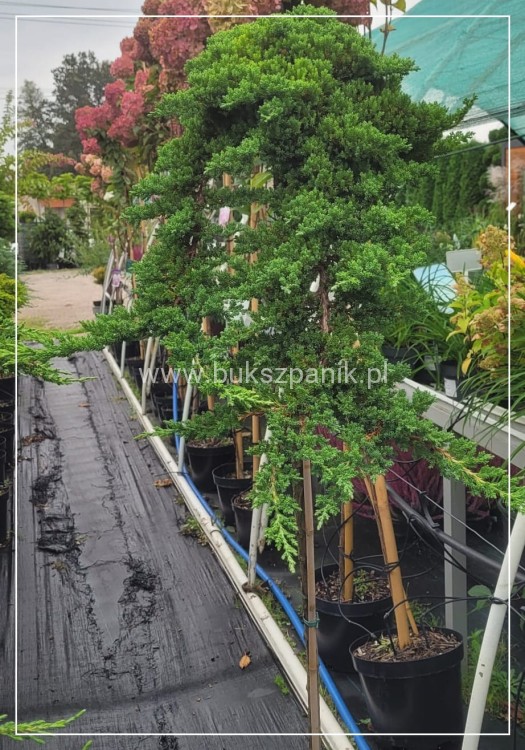 Jałowiec rozesłany Procumbens NANA-