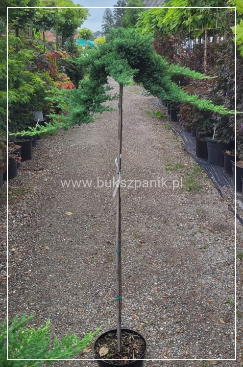 Jałowiec rozesłany Procumbens NANA-