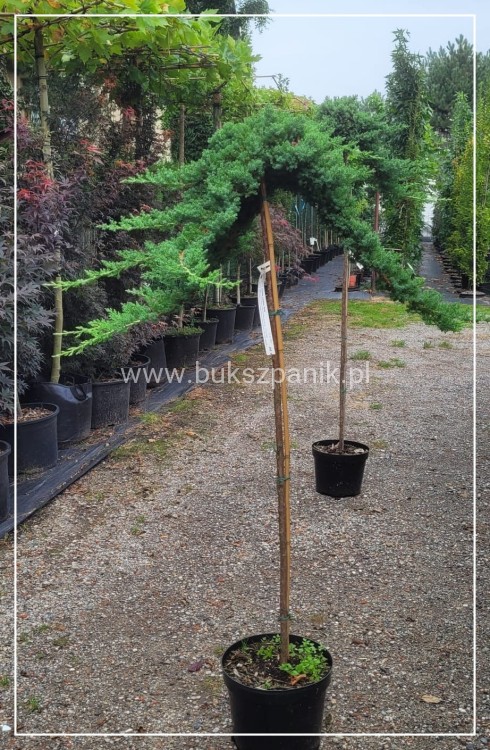 Jałowiec rozesłany Procumbens NANA-