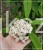 Kalina sztywnolistna- Viburnum rhytidophyllum