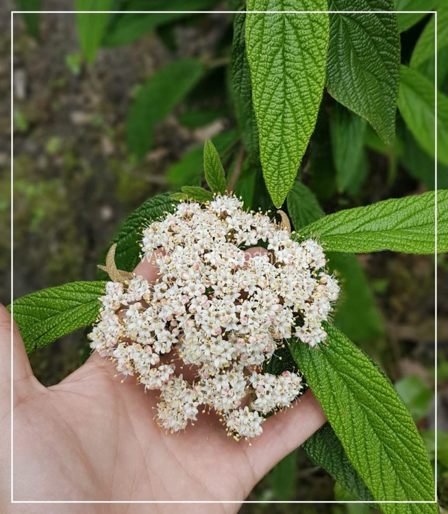 Kalina sztywnolistna- Viburnum rhytidophyllum