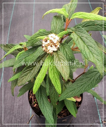 Kalina sztywnolistna- Viburnum rhytidophyllum