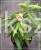 Kalina sztywnolistna- Viburnum rhytidophyllum