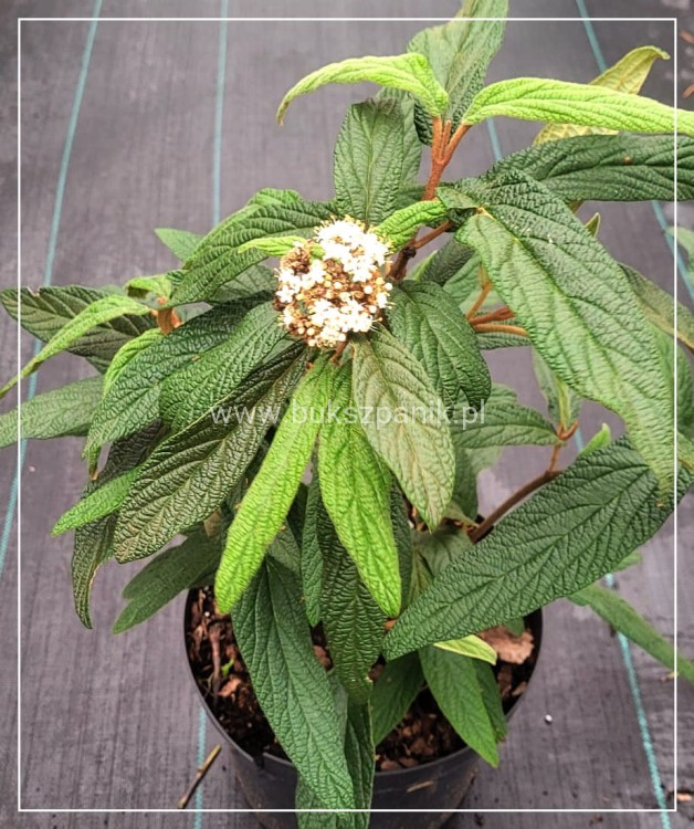Kalina sztywnolistna- Viburnum rhytidophyllum