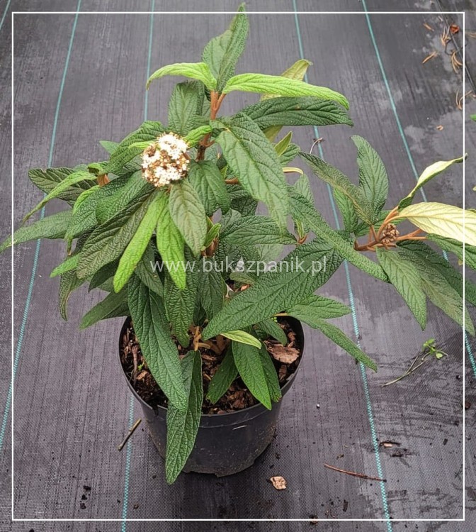 Kalina sztywnolistna- Viburnum rhytidophyllum