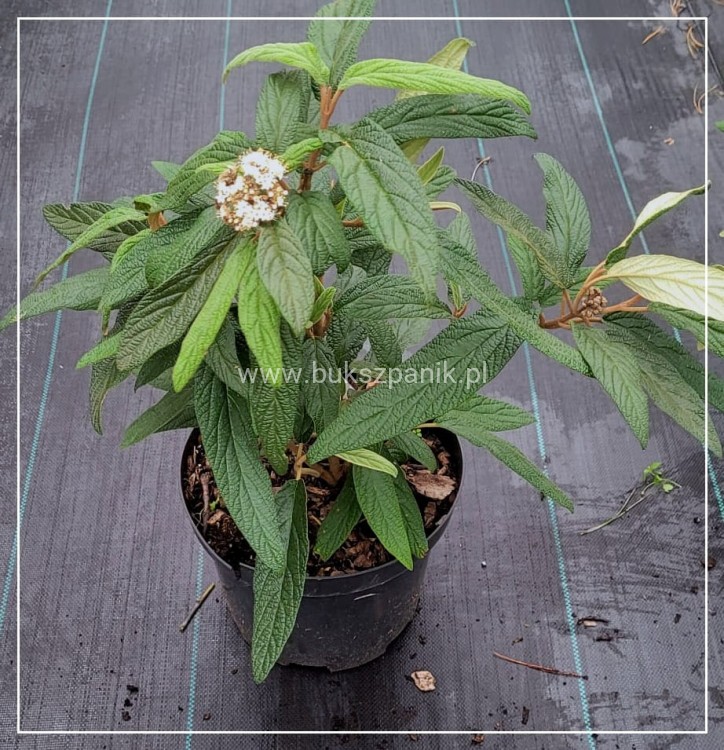 Kalina sztywnolistna- Viburnum rhytidophyllum