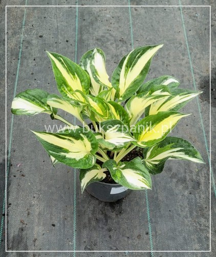 Hosta Colored Hulk Funkia