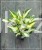 Hosta Colored Hulk Funkia