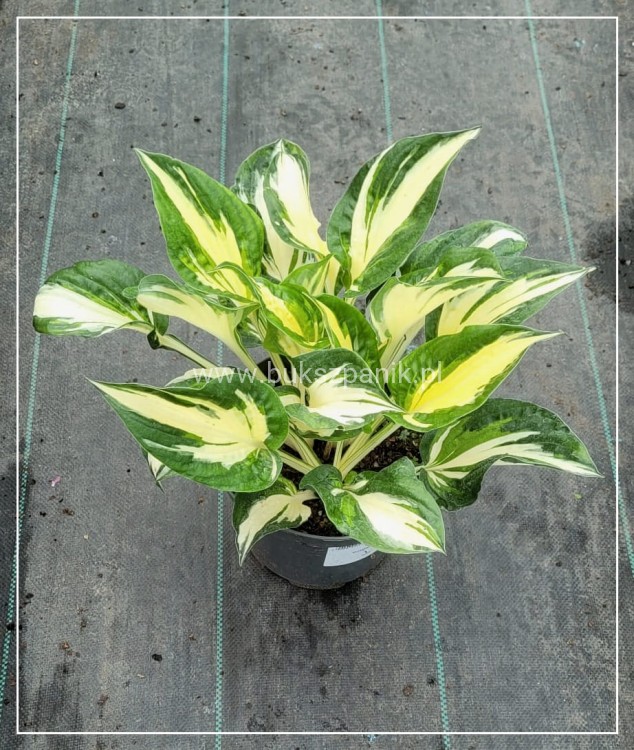 Hosta Colored Hulk Funkia