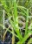 Miskant chińśki HANJERO