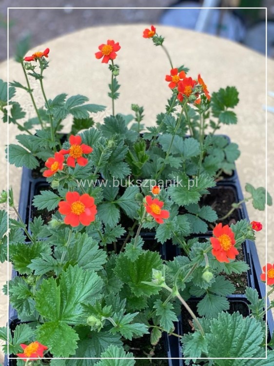 Kuklik szkarłatny Geum coccineum
