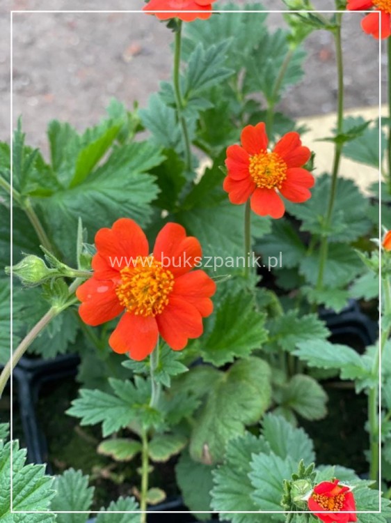 Kuklik szkarłatny Geum coccineum