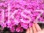 Floks Szydlasty Phlox subulata
