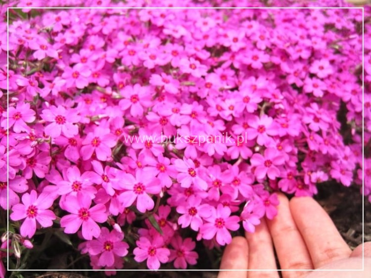 Floks Szydlasty Phlox subulata