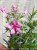 Floks Szydlasty Phlox subulata
