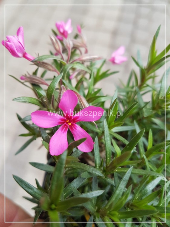 Floks Szydlasty Phlox subulata