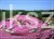 Floks Szydlasty Phlox subulata
