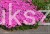 Floks Szydlasty Phlox subulata