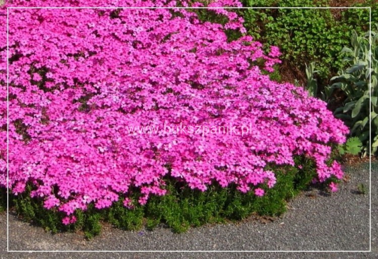 Floks Szydlasty Phlox subulata