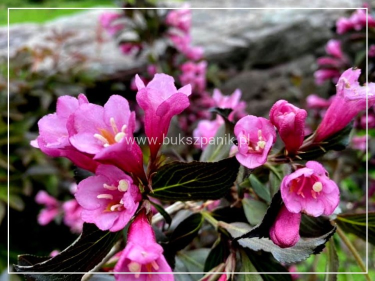 Krzewuszka Weigela Victoria- Weigela florida