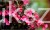 Krzewuszka Weigela Victoria- Weigela florida