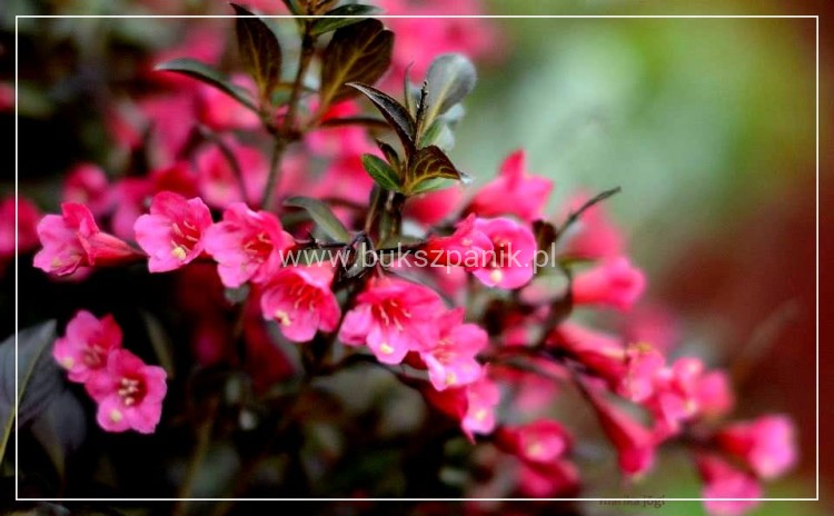 Krzewuszka Weigela Victoria- Weigela florida