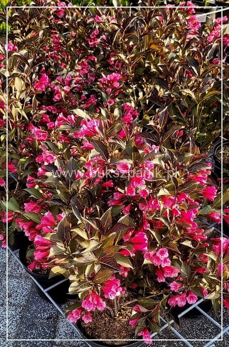 Krzewuszka Weigela Victoria- Weigela florida