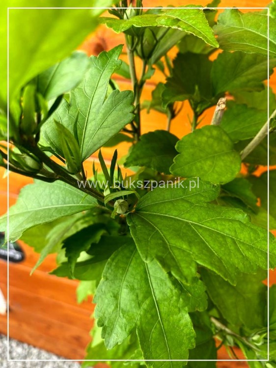 Hibiskus ogrodowy AHRODITE- Ketmia syryjska