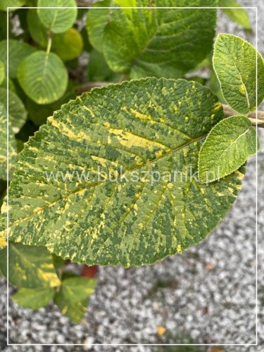 Kalina hordowina "VARIEGATA" - Viburnum lantana