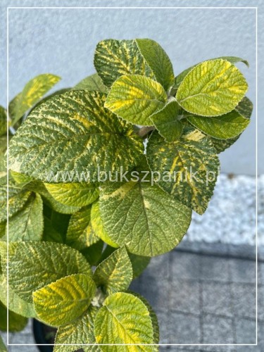IKalina hordowina "VARIEGATA" - Viburnum lantana