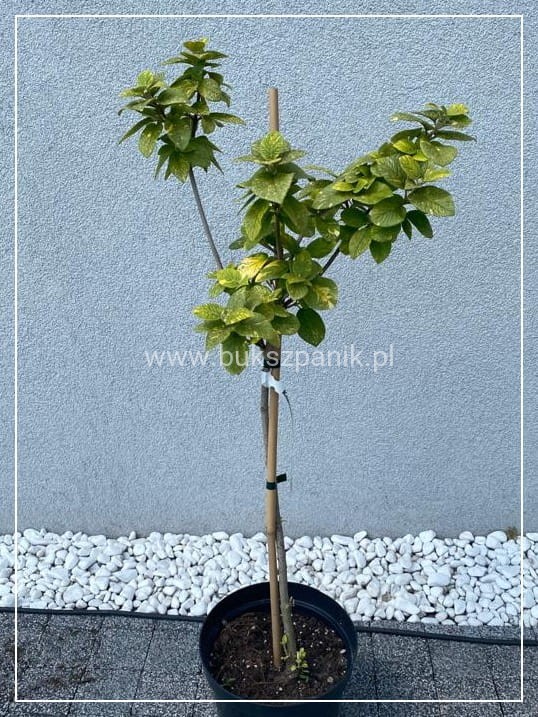 Kalina hordowina "VARIEGATA" - Viburnum lantana