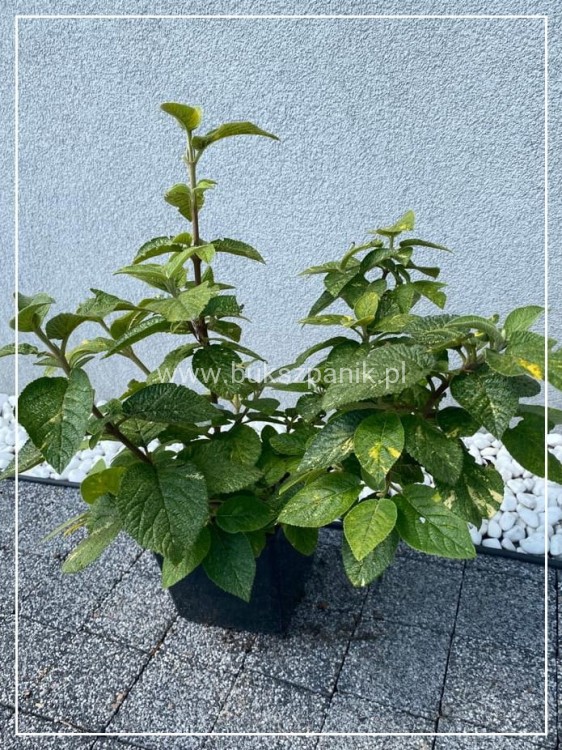 Kalina hordowina "VARIEGATA" - Viburnum lantana