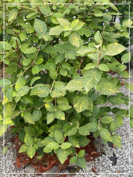 Kalina hordowina "VARIEGATA" - Viburnum lantana
