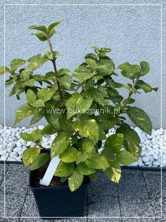Kalina hordowina "VARIEGATA" - Viburnum lantana