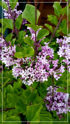 Lilak Meyera 'Palibin' - Syringa meyeri 'Palibin'