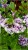 Lilak Meyera 'Palibin' - Syringa meyeri 'Palibin'