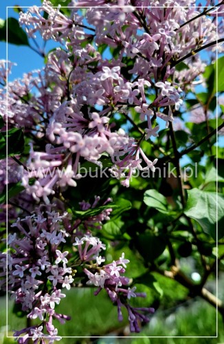 Lilak Meyera 'Palibin' - Syringa meyeri 'Palibin'
