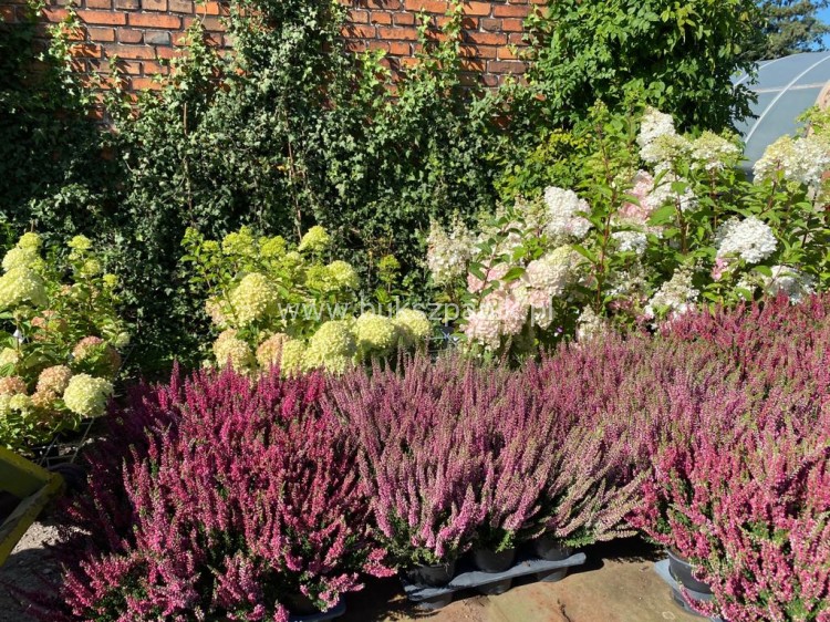 Wrzos- Calluna vulgaris